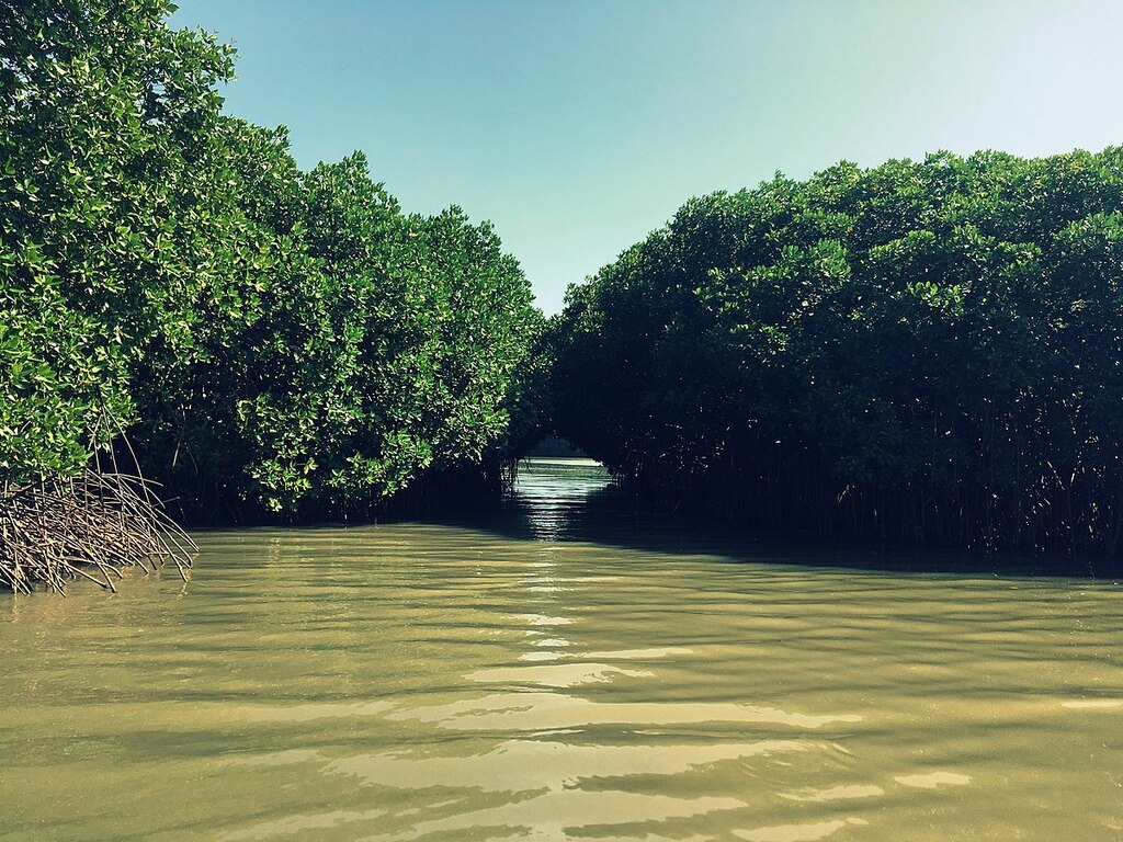Pitchavaram Mangrove Forest
