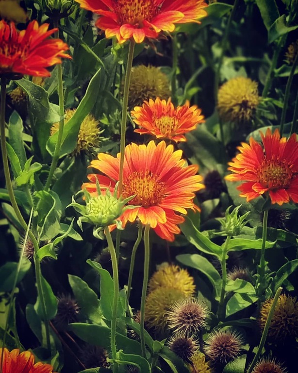 chandigarh is famous for | take a tour of chandigarh botanical garden