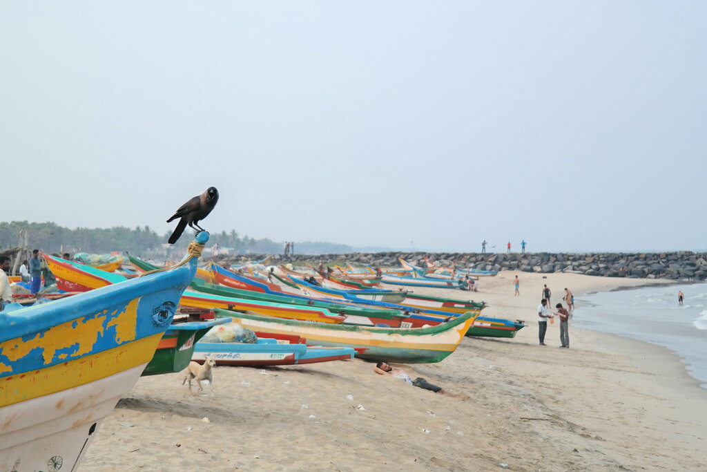 Serenity Beach Crow