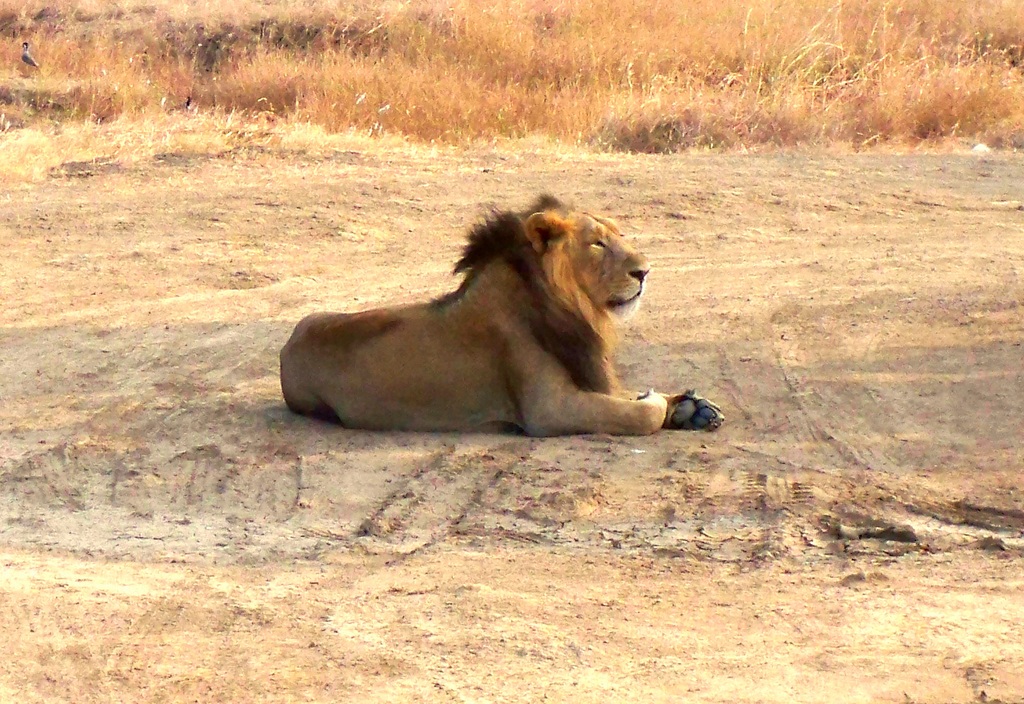 GIR NATIONAL PARK-GUJARAT