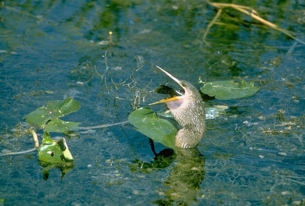 Everglades National Park EVER1544