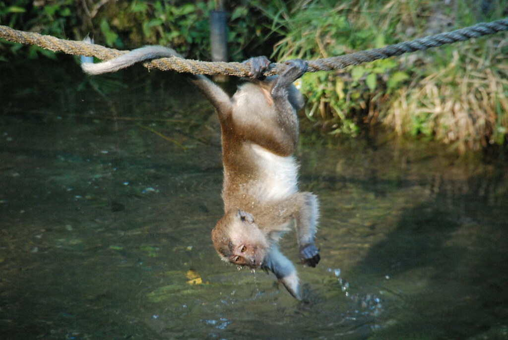 Monkey Jungle