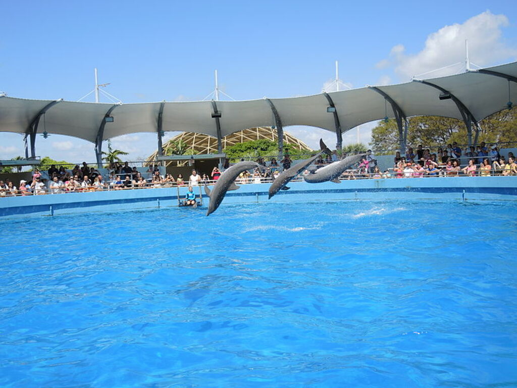 MiamiSeaquarium-Dolphins