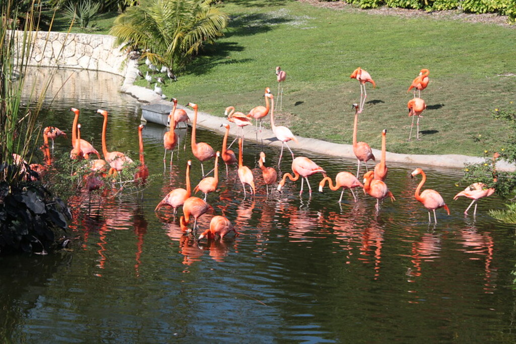 Jungle Island - Miami FL