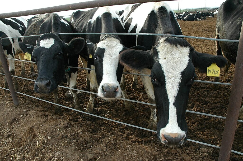 Dairy Cattle 