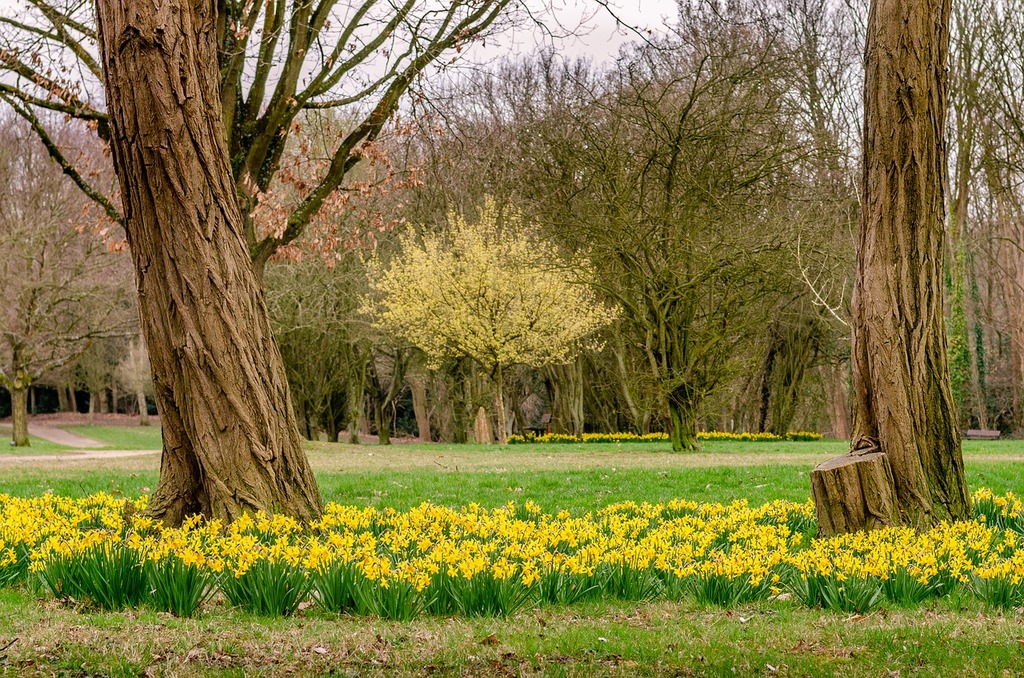 Daffodils 
