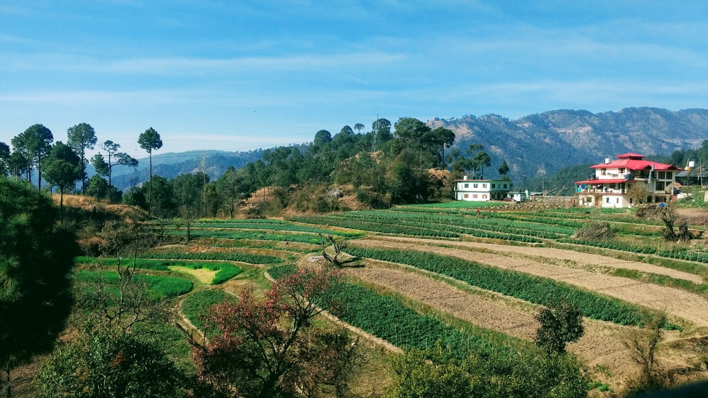 Grren Fields at Solan Himachal Pradesh