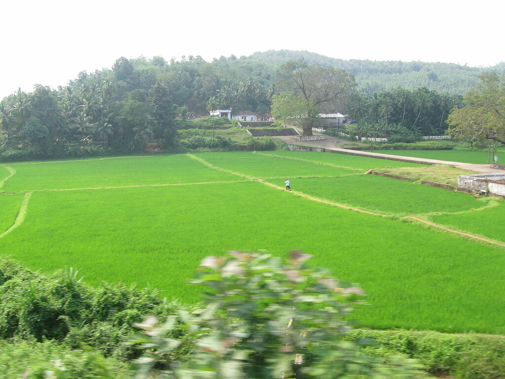 Paddy fields near Palakkad, Kerala, India