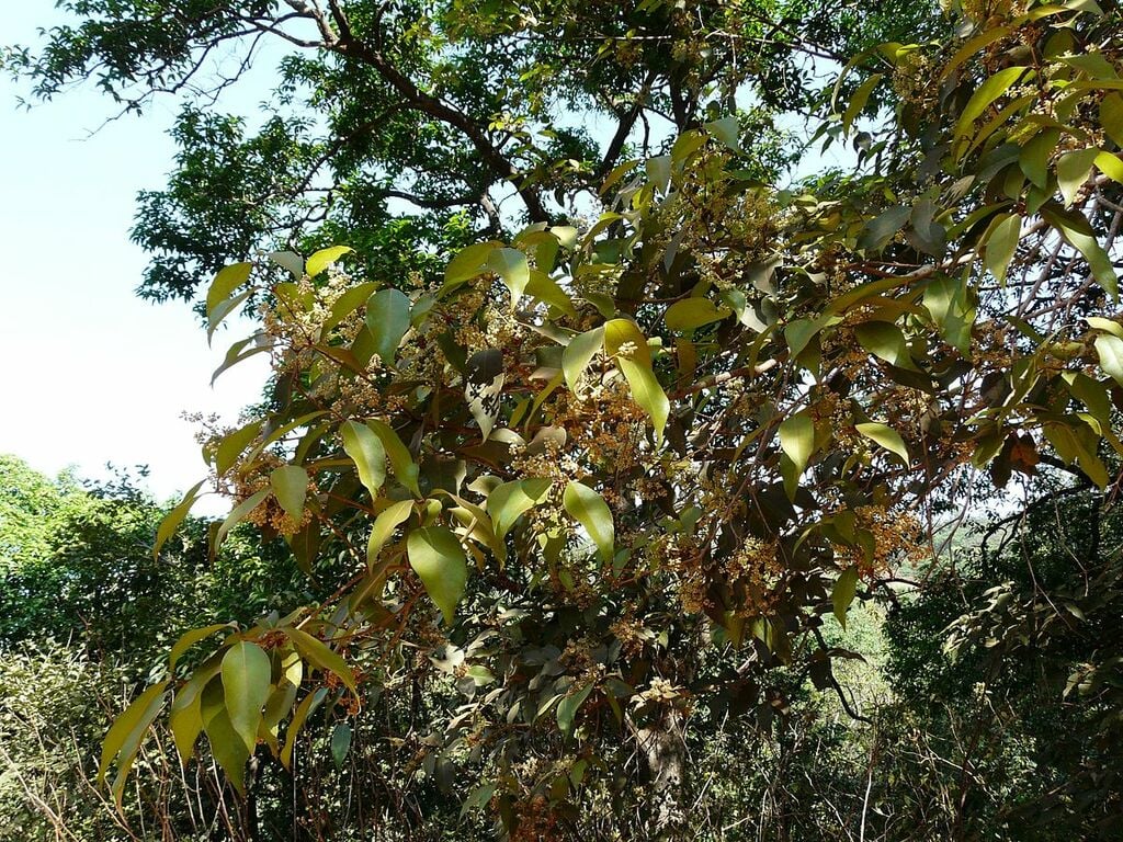 Olea dioica Roxb. (3206513747)