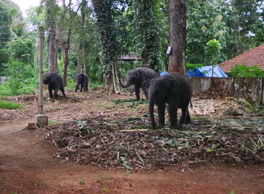 Elephant Kodanad India1