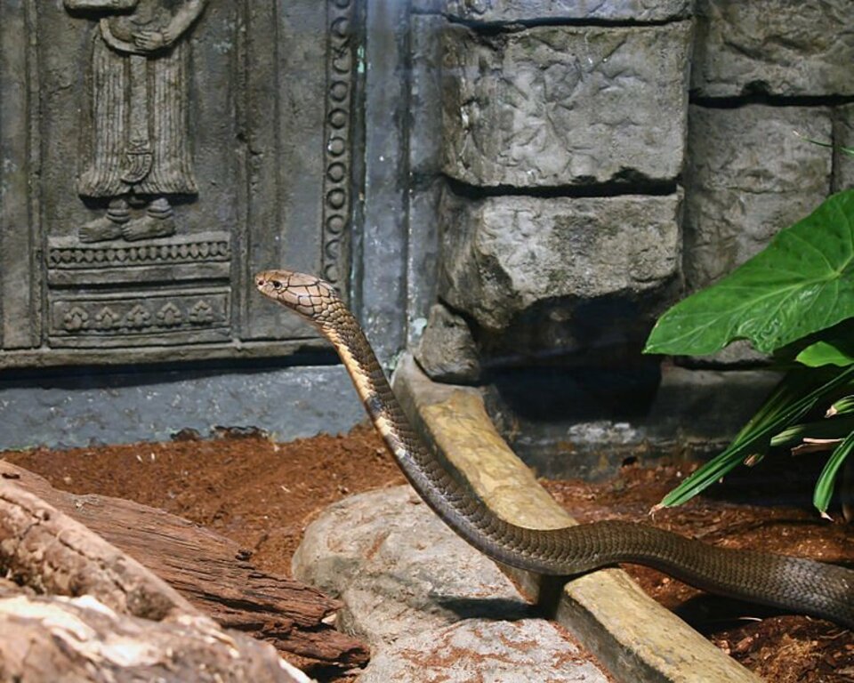 King Cobra 25