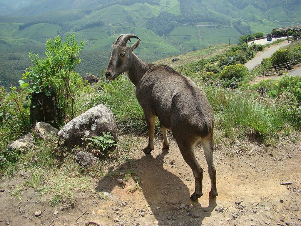 Nilgiri Tahr, Kerala