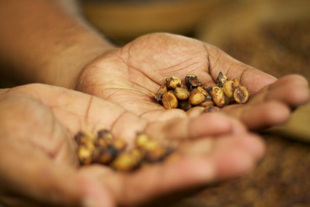 Kopi luwak