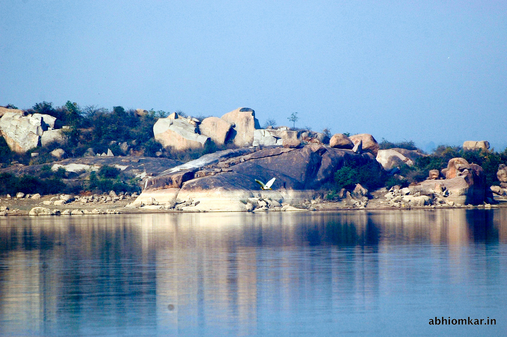 Bird Flying @ Shamirpet Lake