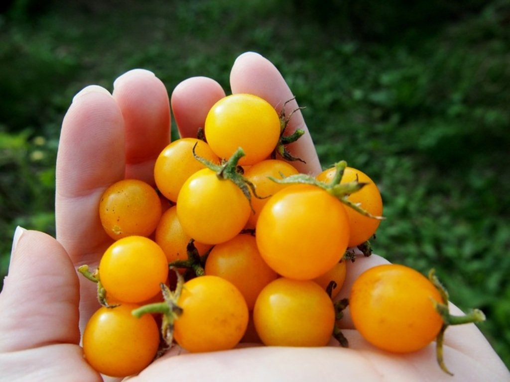 Organic food