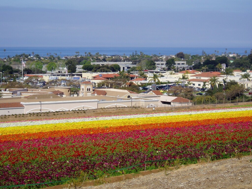 Flower fields in Carlsbad, CA