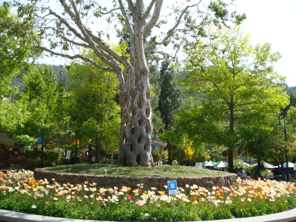 Circus Tree at Gilroy Gardens