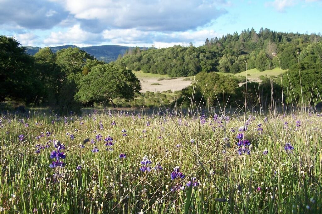 Lupines in Meadow, Annadel State Park