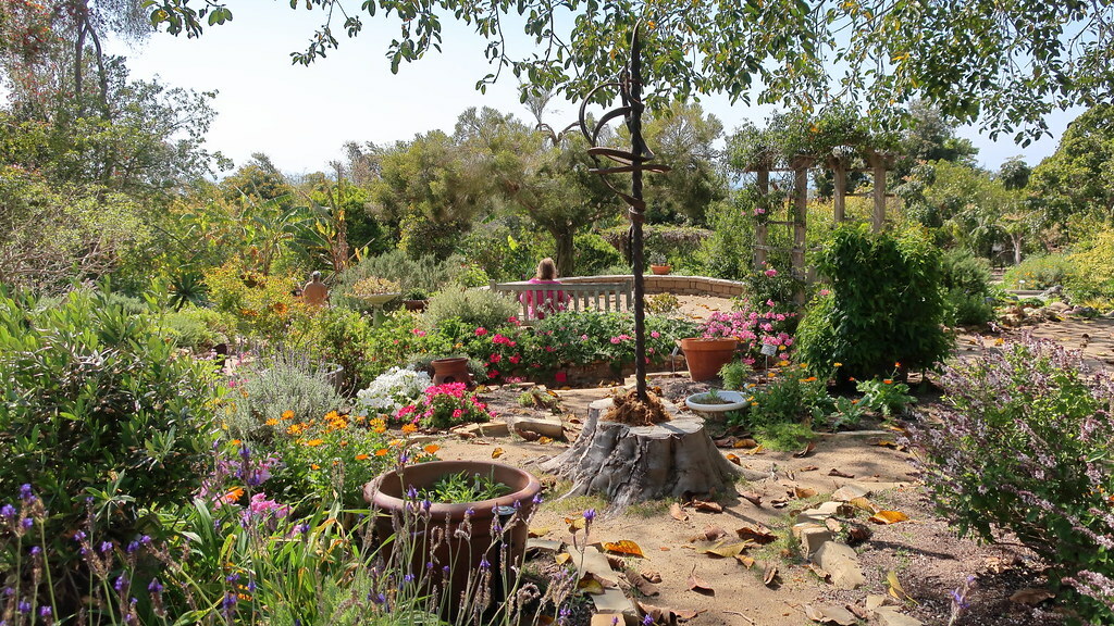 170411 715 Encinitas - San Diego Botanic Gdn, Herb Garden, Lavandula multifida Fernleaf Lavender, Arctotis cv, Ocimum basilicum cv