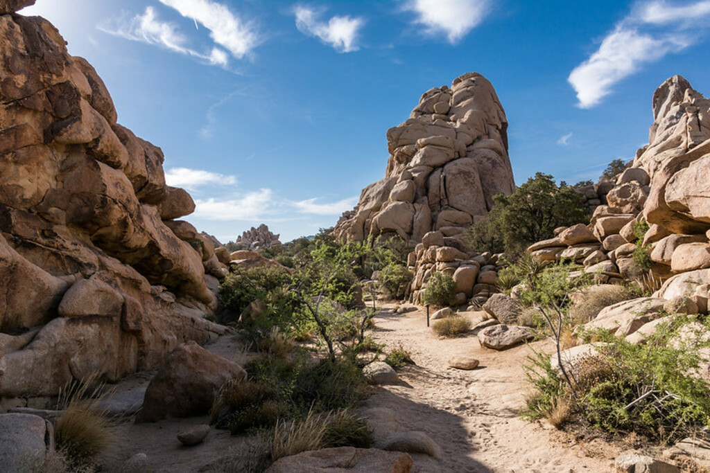 Scene from Joshua Tree National Park