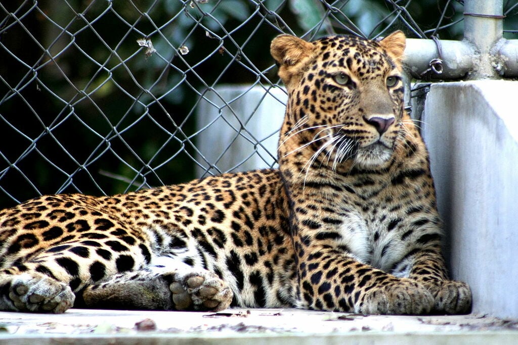 Leopard Kanpur Zoo