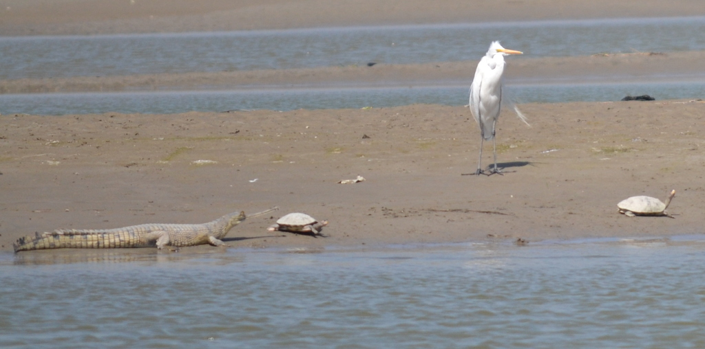 Wildlife At Hastinapur