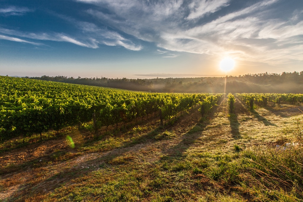 Napa Valley