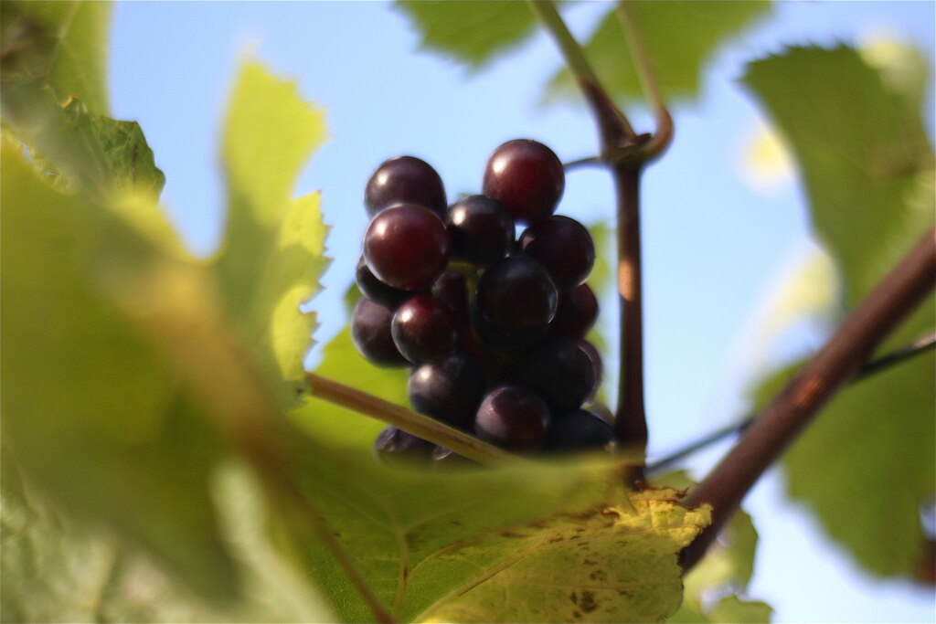 Santa Cruz Mountains Pinot Noir