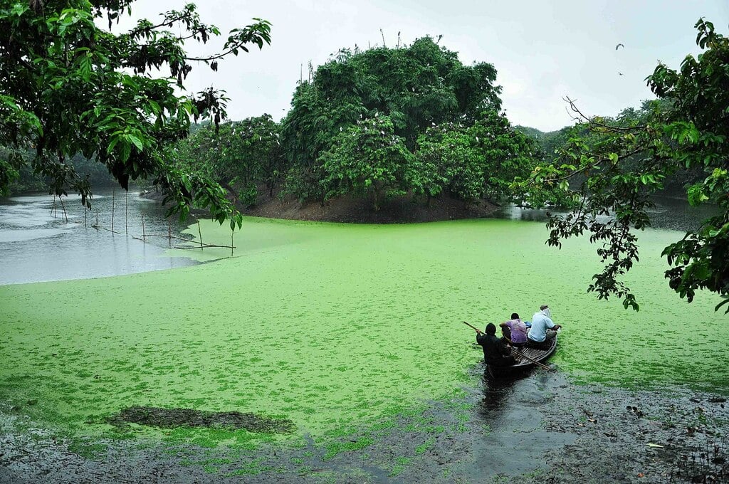 Oxbow Lake, Raiganj Wildlife Sanctuary
