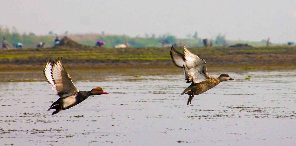 Best Bird Sanctuaries In West Bengal, India