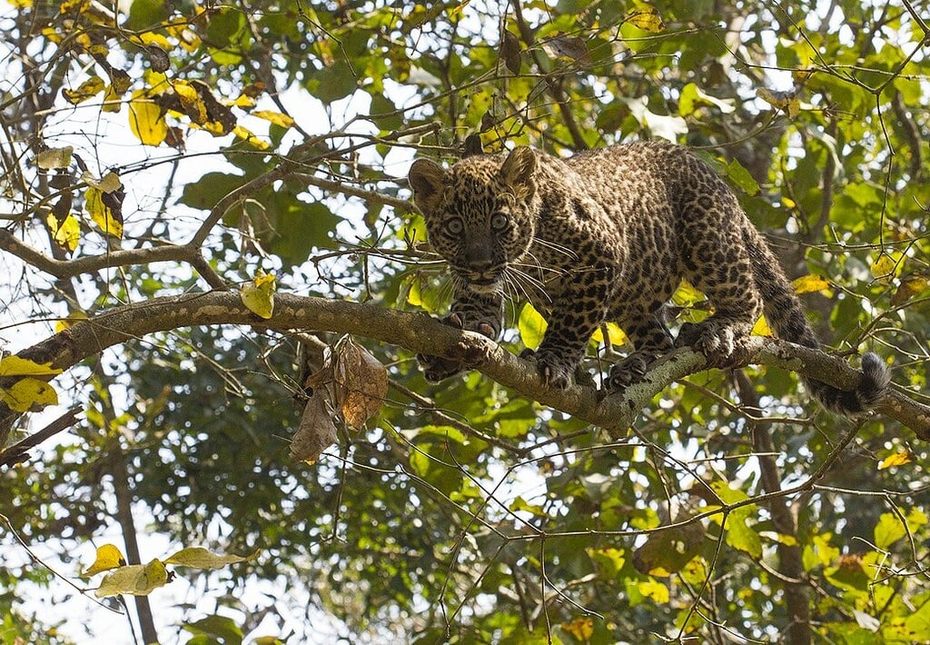 Indian Leopard cub