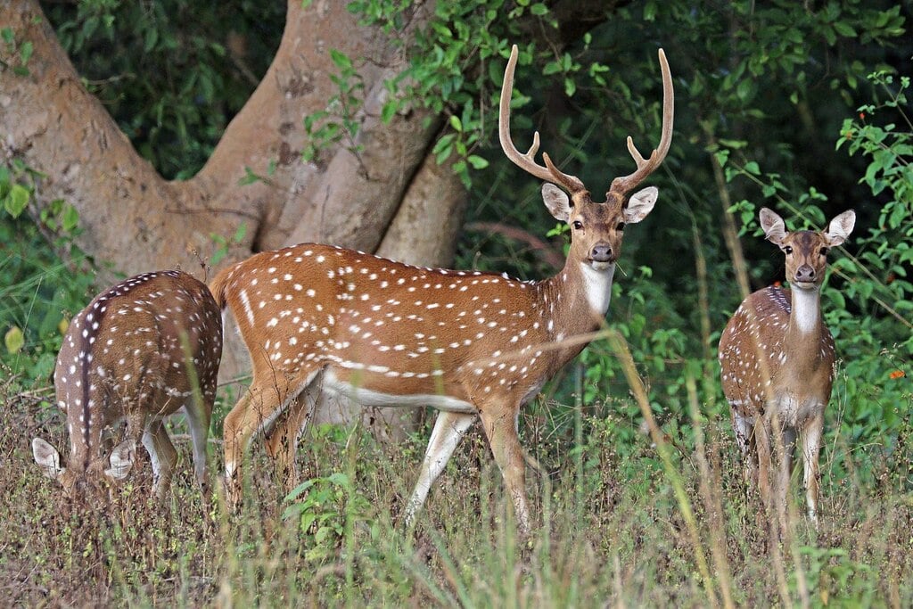 Spotted deer (Axis axis) male