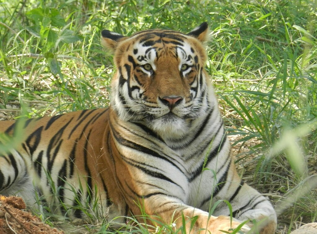 Royal Bengal Tiger Posing