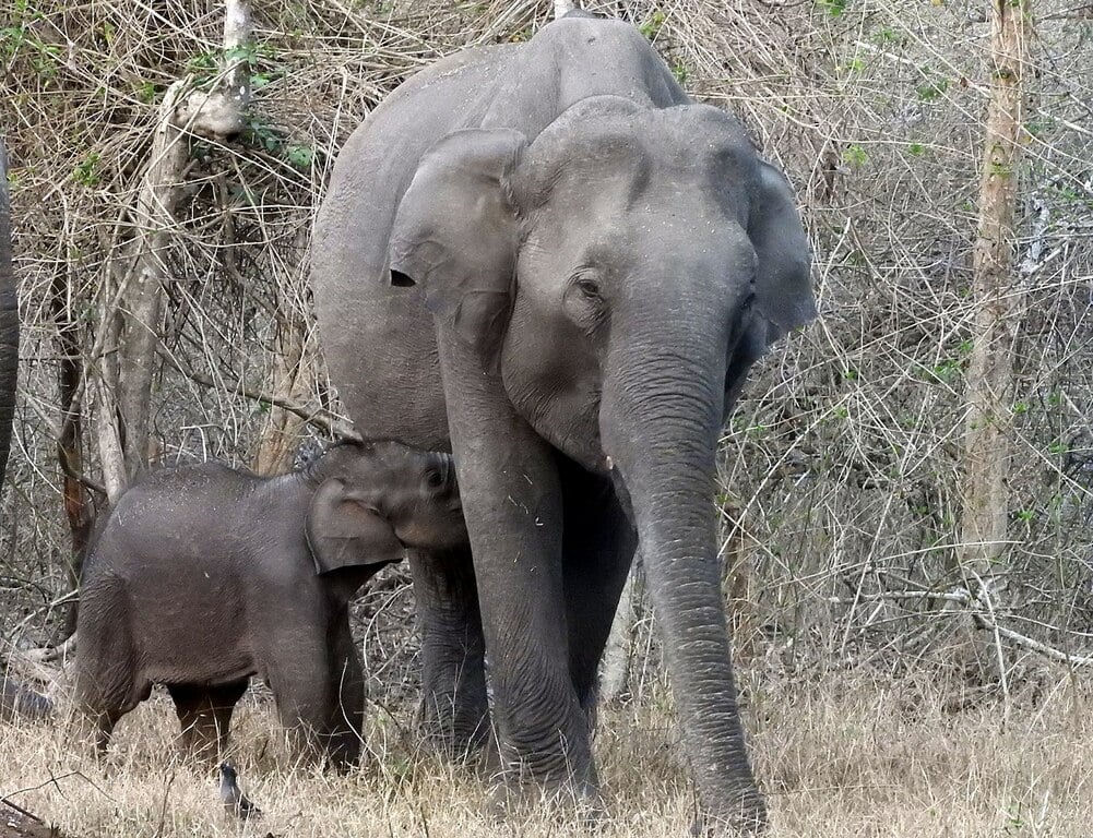 Indian elephant feeding its young calf