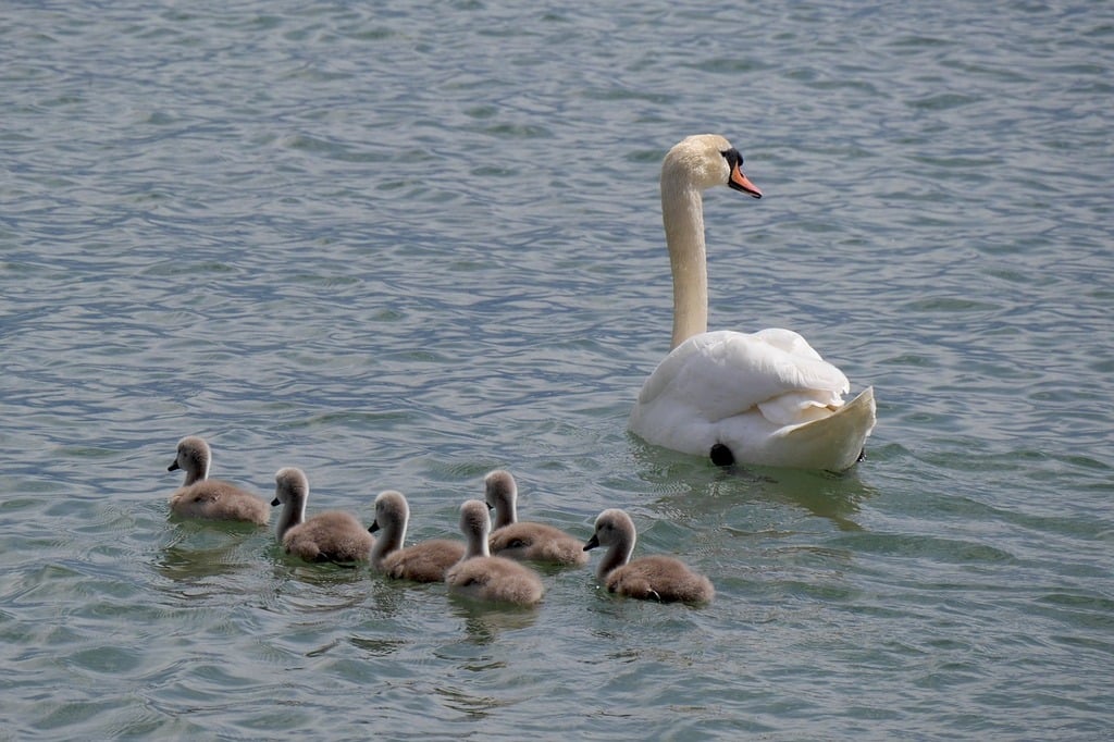 Swans