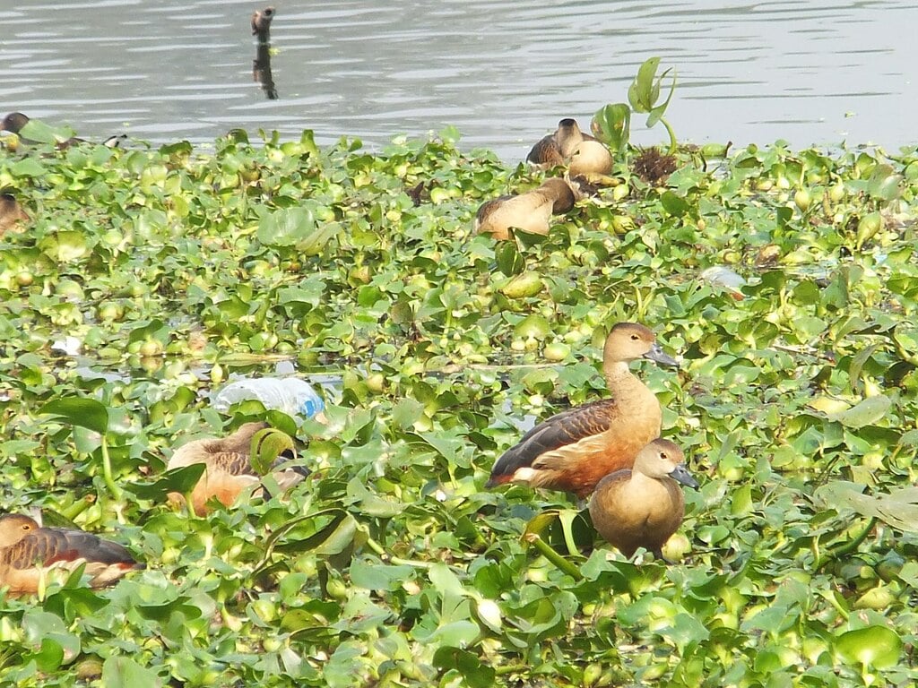 Santragachi Jheel Pakhiralay