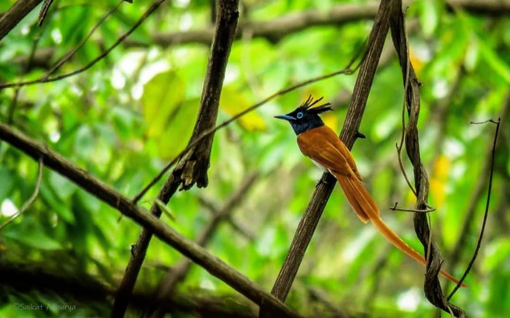 bird sanctuary in west bengal | ramnabagan wildlife sanctuary, bardhaman