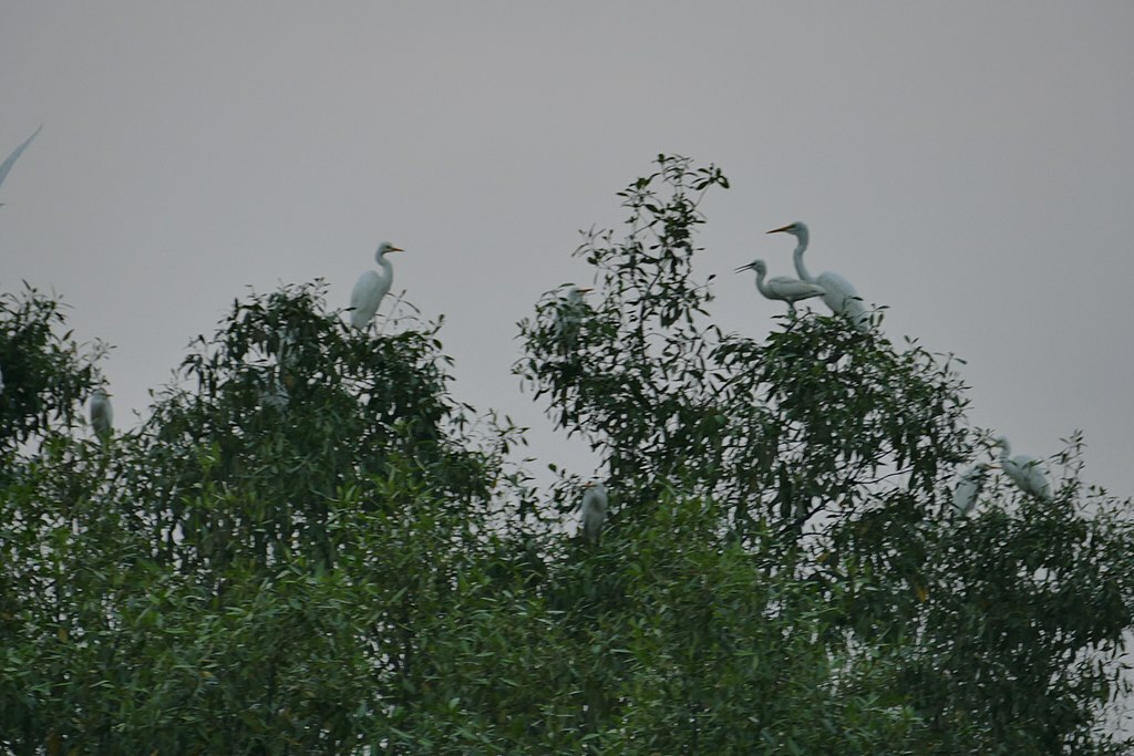 Bird Safari in Sunderbans (26552438229)