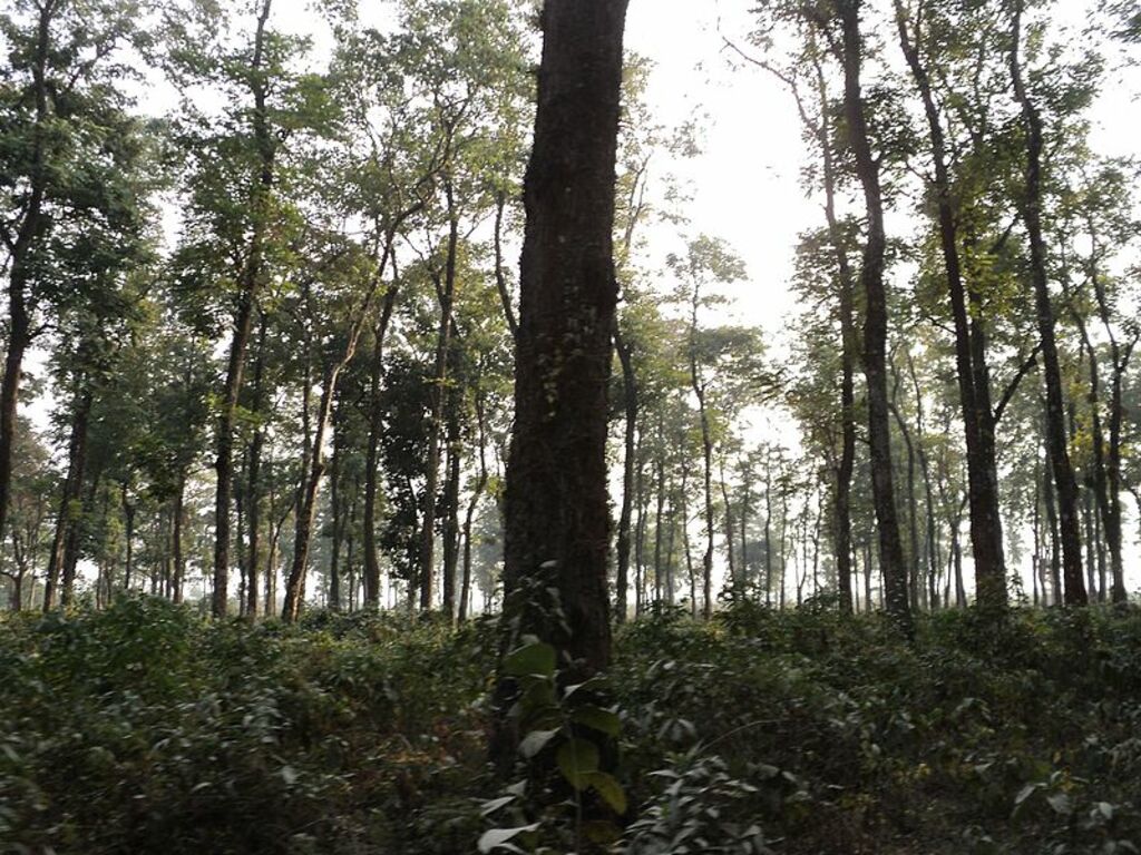 Jaldapara National park Forest