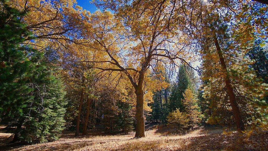 Heaps Peak Arboretum in Autumn (28021215917)