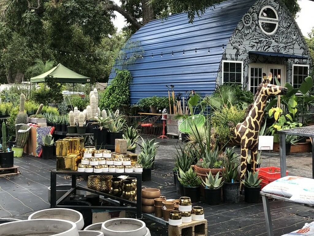 East Austin Succulents