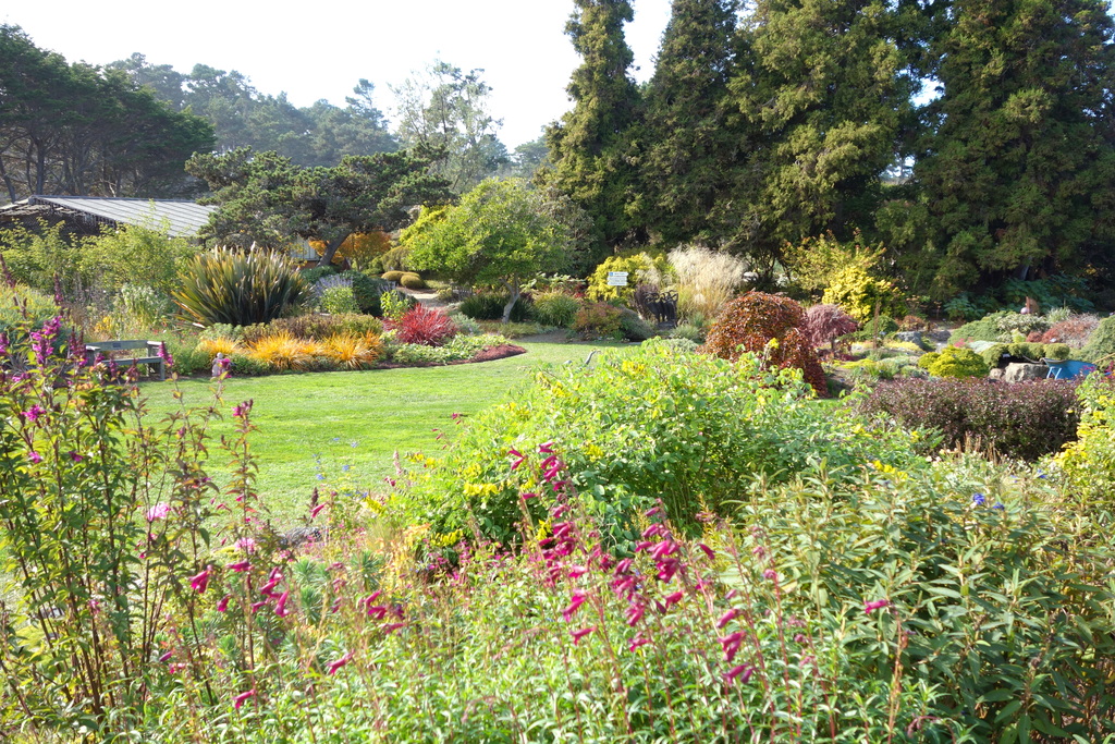 Lawn - Mendocino Coast Botanical Gardens - DSC02003