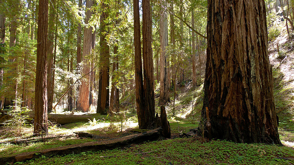 Things to do in Ukiah, California