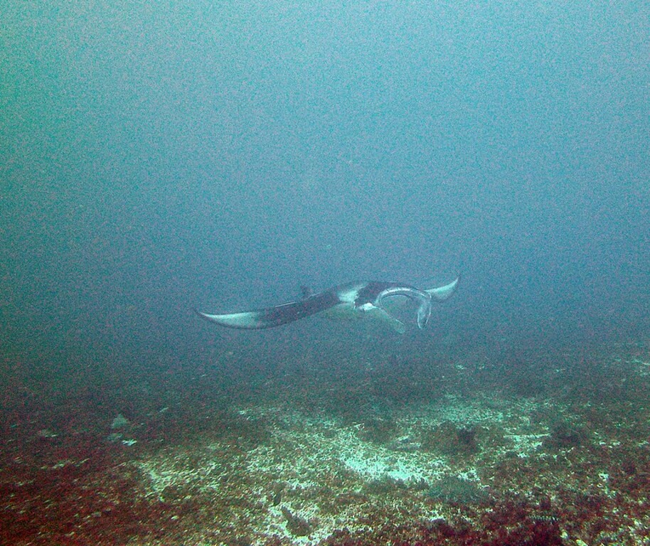 Manta in Manta Bowl Front View Donsol Philippines