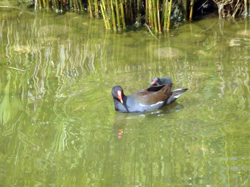 Gulbenkian Park (41569385295)