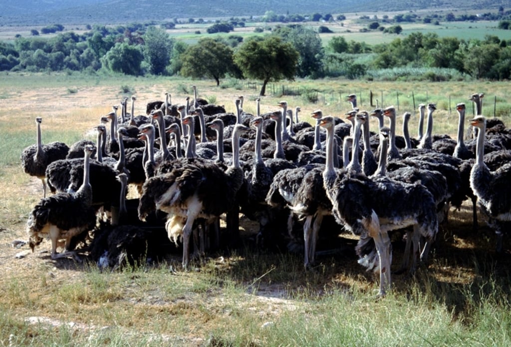 Ostriches, Oudtshoorn, South Africa