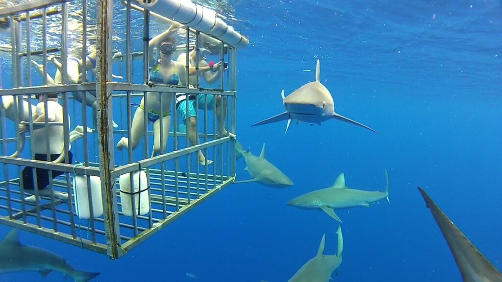 Sharks outside cage