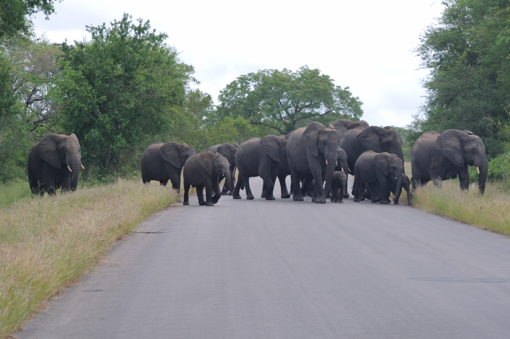 2013-02-24 06-16-11 South Africa Mpumalanga - Kruger National Park