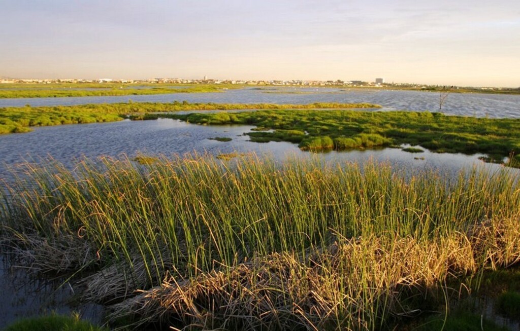 Rietvlei wetland reserve - Cape Town 2