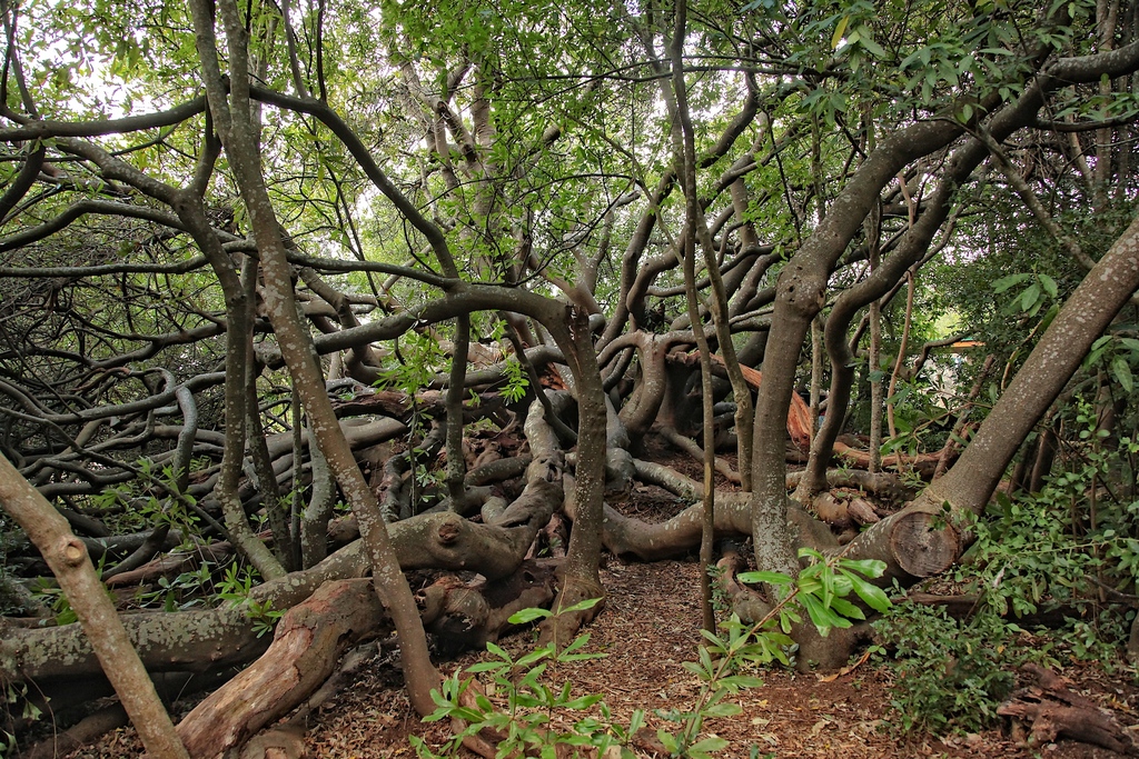 Van Riebeeck's Hedge, Kirstenbosch Botanical Garden, Cape Town-006
